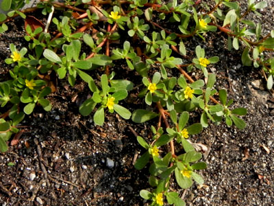 �X�x���q��