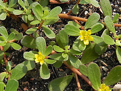 �X�x���q��