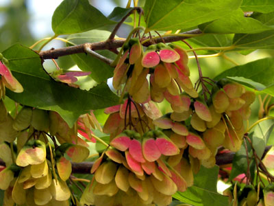 �g�E�J�G�f