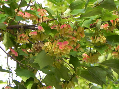 �g�E�J�G�f