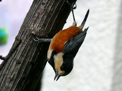 ���}�K��