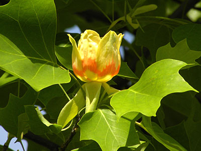 �����m�L