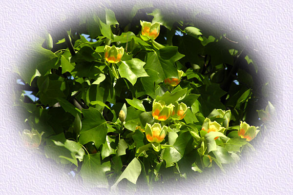 �����m�L