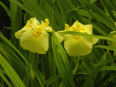 �n�i�V���E�u