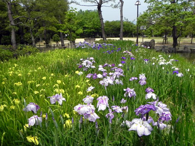 �n�i�V���E�u