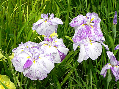 �n�i�V���E�u