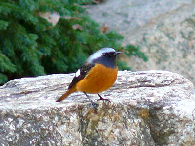 �W���E�r�^�L