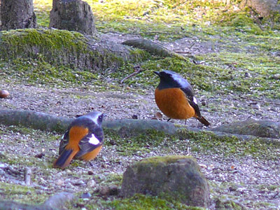 �W���E�r�^�L