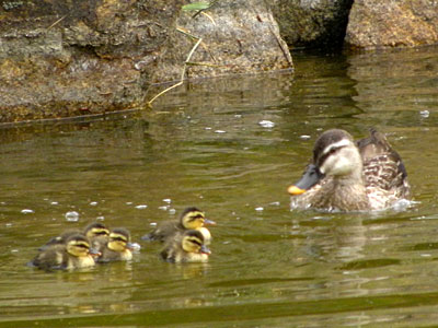 �J���K��