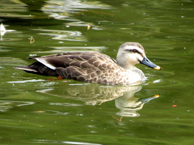 �J���K��