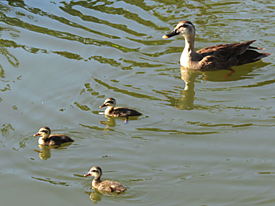 �J���K��