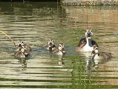 �J���K��