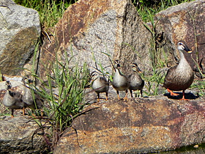 �J���K��