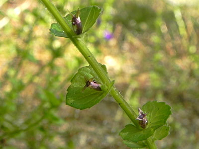 �L�L���E�\�E