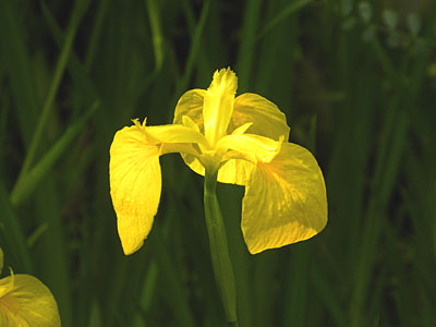 �L�V���E�u