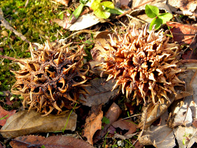 ���~�W�o�t�E