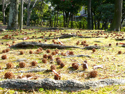 ���~�W�o�t�E