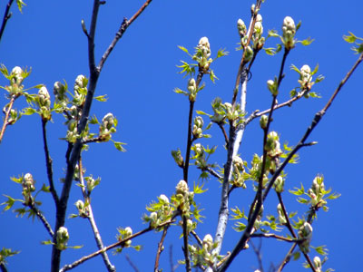 ���~�W�o�t�E