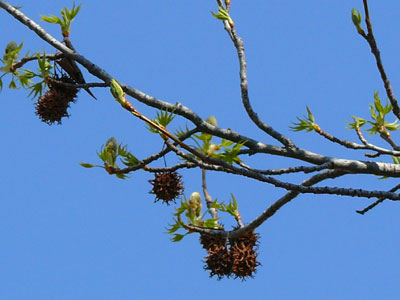 ���~�W�o�t�E