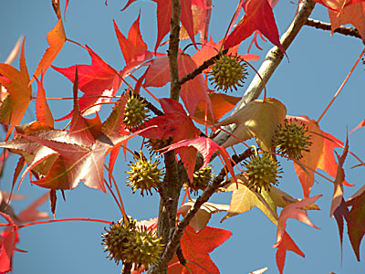 ���~�W�o�t�E