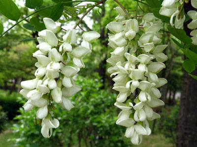 �j�Z�A�J�V�A