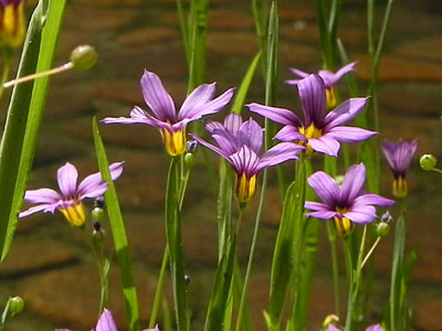 �j���[�L�V���E