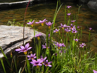 �j���[�L�V���E