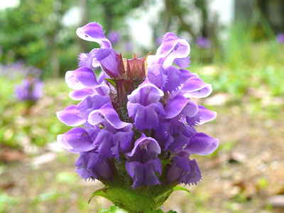 �E�c�{�O�T