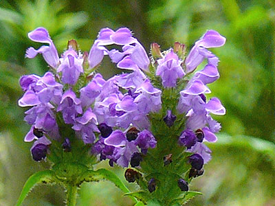 �E�c�{�O�T