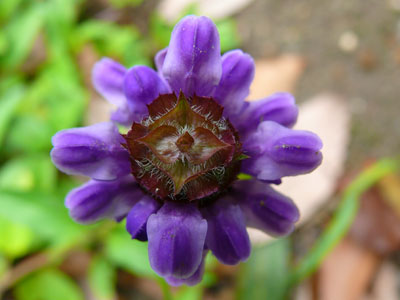 �E�c�{�O�T