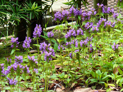 �E�c�{�O�T