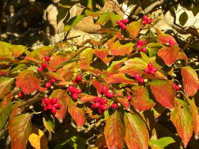 �n�i�~�Y�L