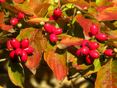 �n�i�~�Y�L