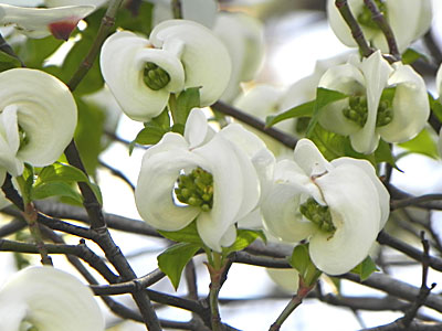 �n�i�~�Y�L