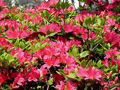 �N�����c�c�W